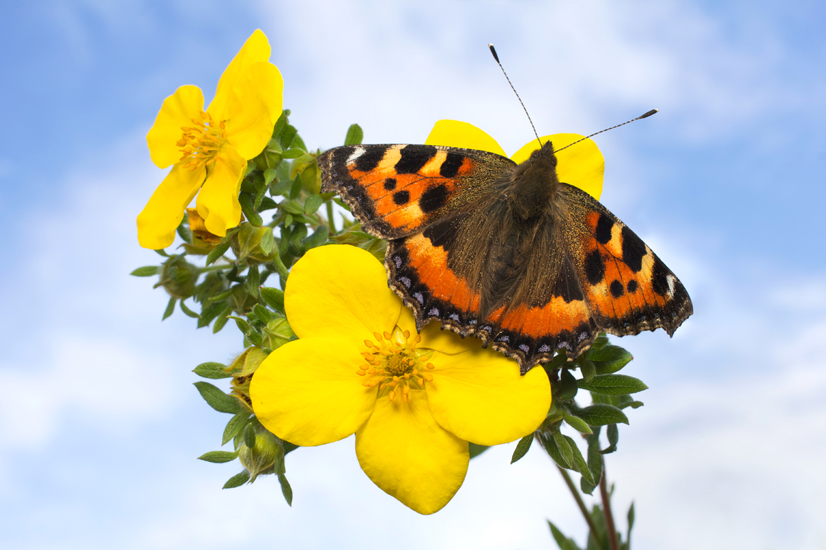 Small Tortoiseshell